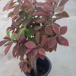 Beautiful Plant 12.00 Dlls Cheap Price 