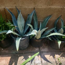Plants  