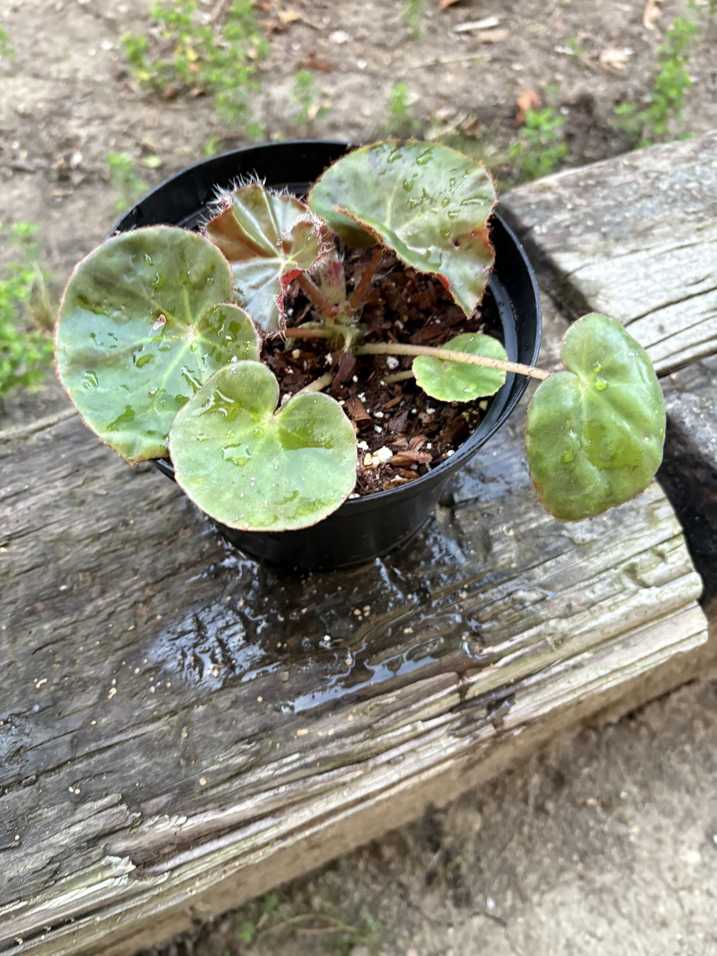 Begonia plant