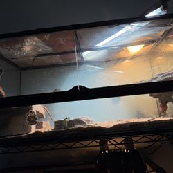 Selling 40 Gallon Terrarium