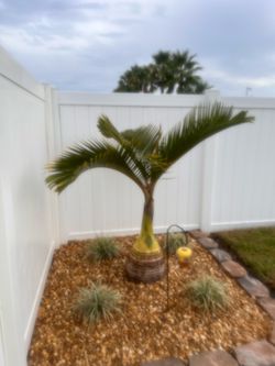 Bottle Palms