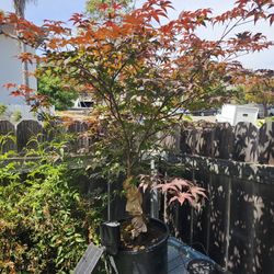 Japanese Maple Bloodgood