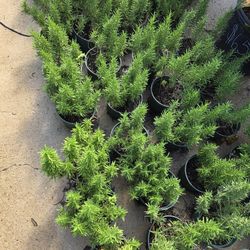 Romero Plants For Sale 