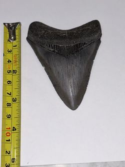Genuine 3.75” Fossil Megalodon Shark Tooth – Complete Root & Bourlette, Natural, No Repairs