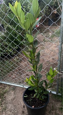 Planta de laureles para guisaro