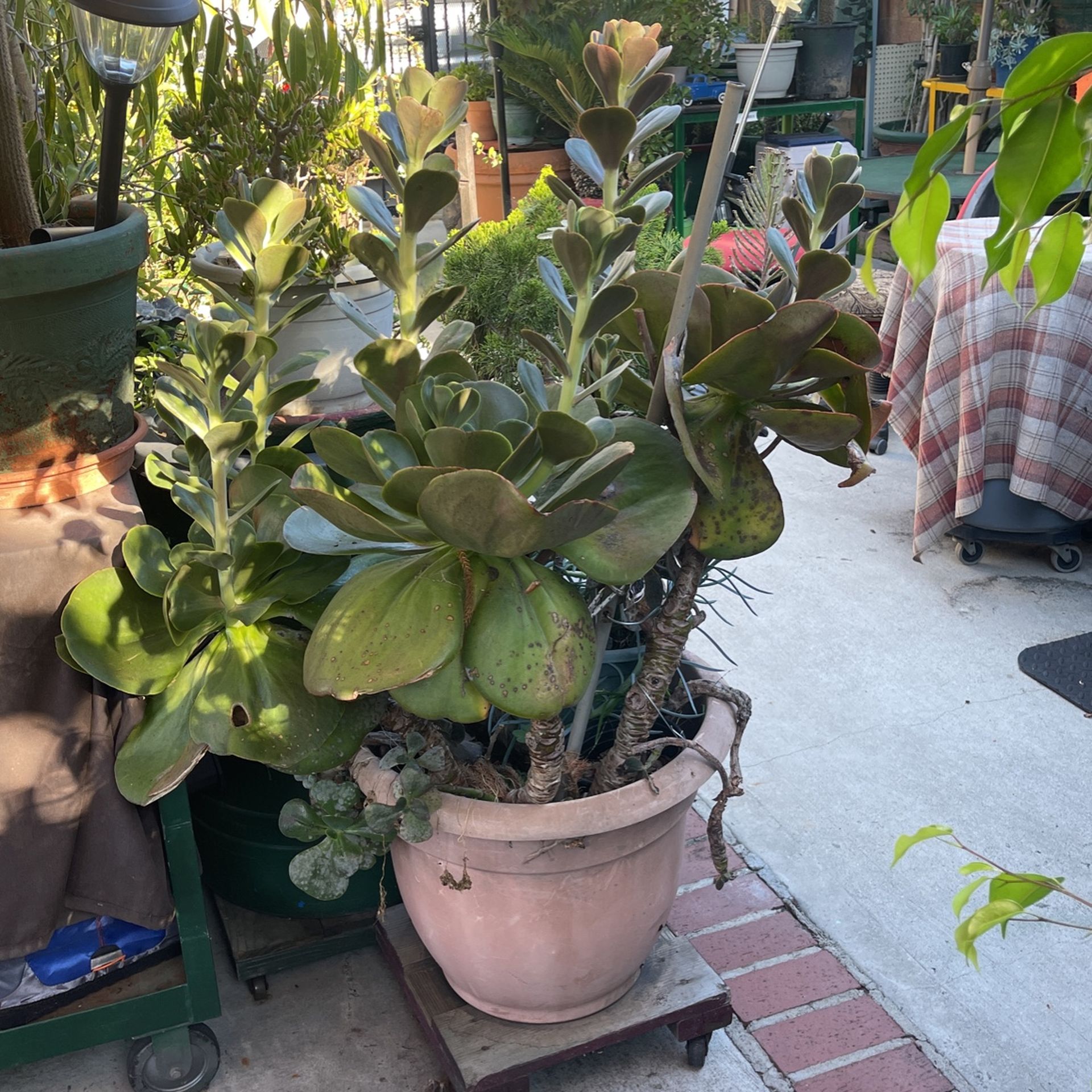 Large Flapjacks Succulent