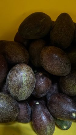 Avocados