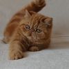 Maximilian