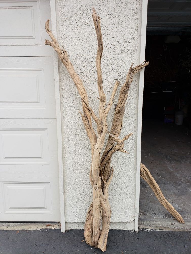 Ghostwood Driftwood