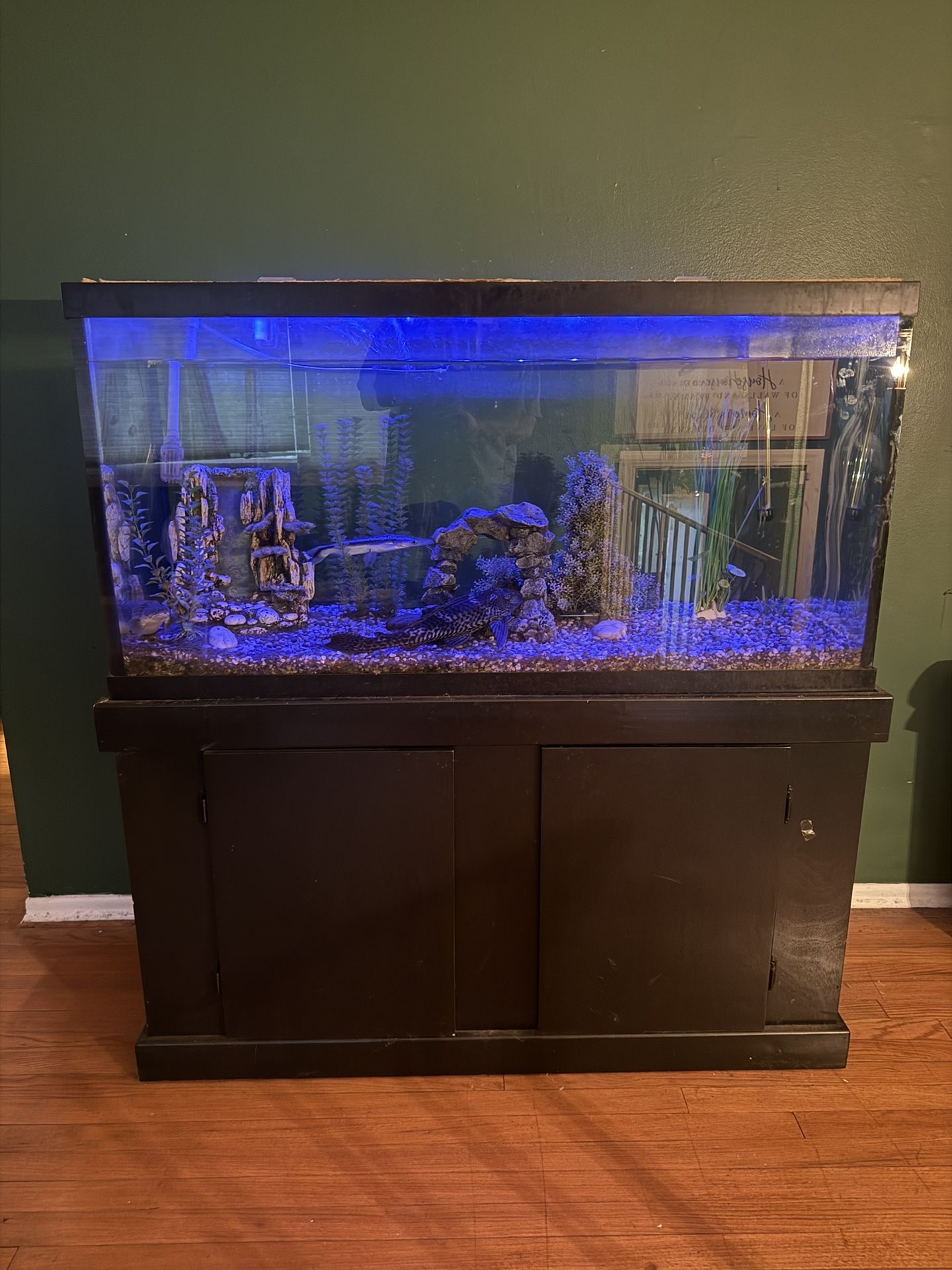 Fish Tank