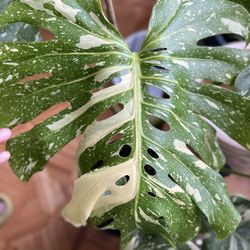 Monstera Thai Constellation for Sale High Variegations, Mature Leaves With Fenestrations, Thick Stems And Well Rooted