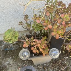 Large Healthy Succulents In A Square Plastic Planter 