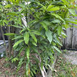 East Indian Mango Plants 