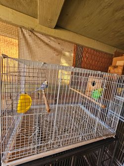 Bird Cage