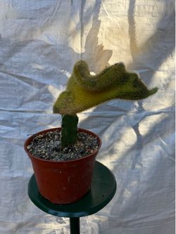 6” crested golden rat tail variegated