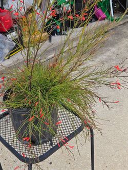 Firecracker