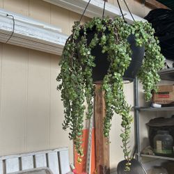 Hanging  Plant Portulacaria Elephant Bush