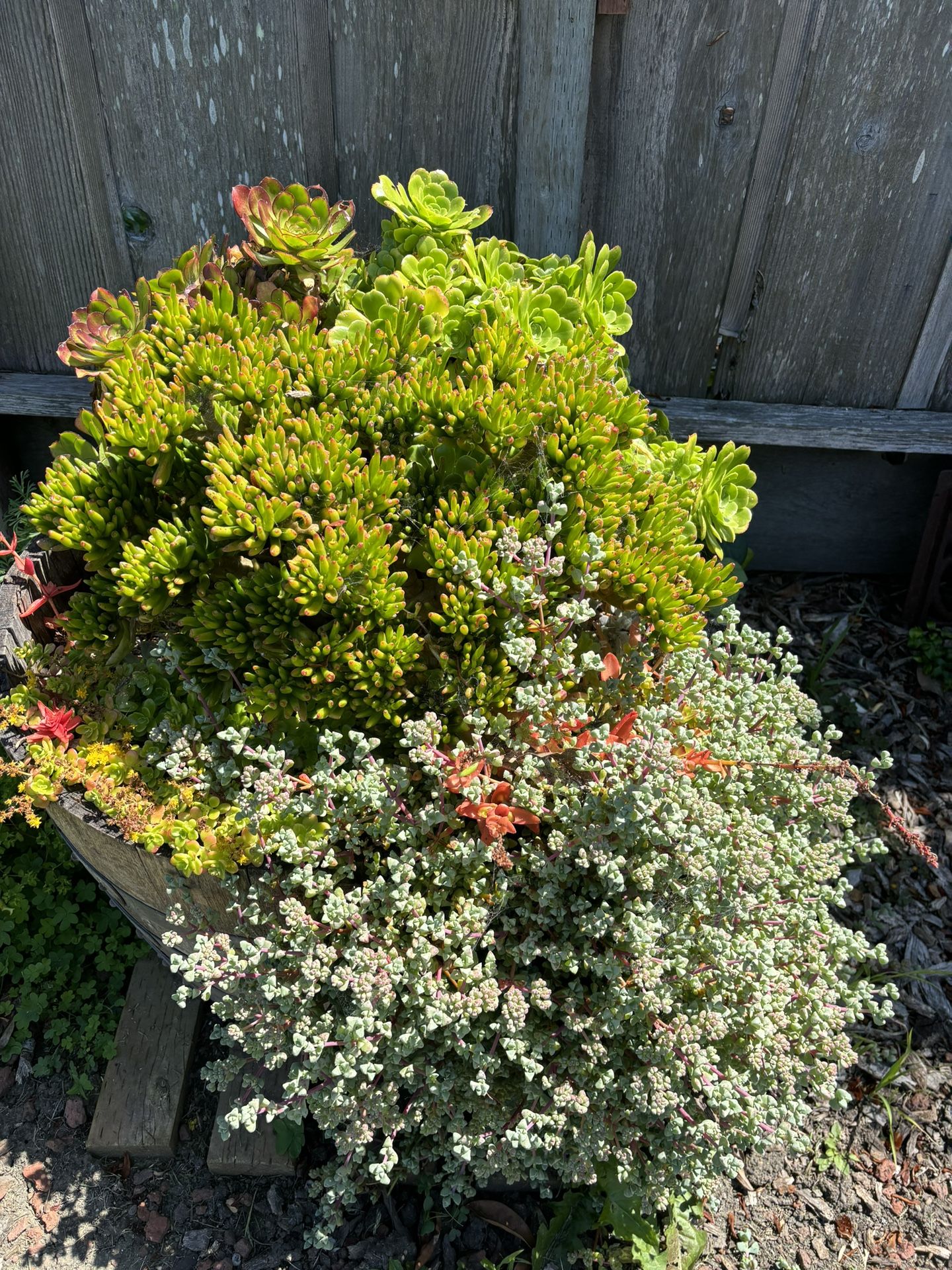 Barrel Of Succulents 