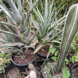 Blue Torch Aloe Clumps Plants
