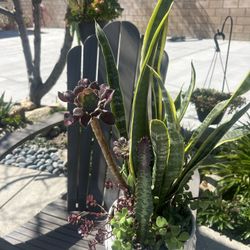 Potted Succulents 