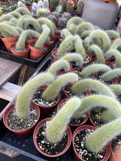 Monkey Tails Cactus In 4” Pots $6 Each 