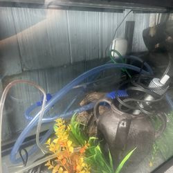 20 Gallon Aquarium With All That You Need
