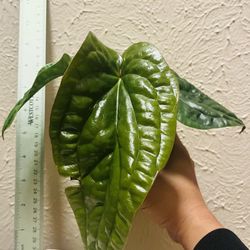 Anthurium Radical X Luxurians