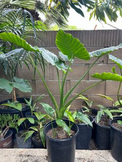 Alocasia elephant ear plants