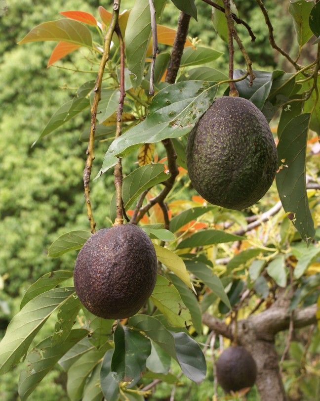 2 nonGMO avocado seeds
Easy to plant, refer to 3rd photo for growing reference. After sitting over water can be transferred to soil or can be planted