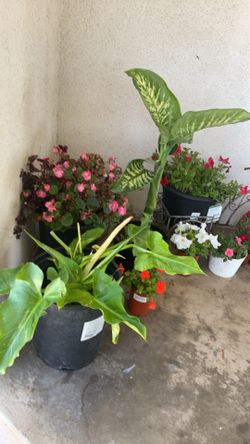 Flowers And Plants !!!?✅🌸👍🌼😎🌷‼️