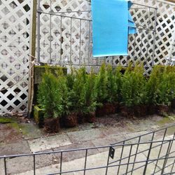 Emerald Green Arborvitae Trees (24 TREES)