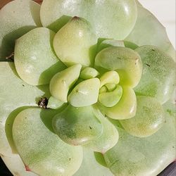 Succulents Plants Variegated Pudgy Very Rare