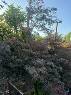 Crimson Queen Japanese Maple tree 