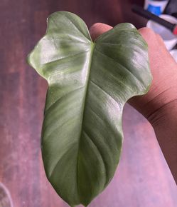 Philodendron Bipennifolium Cutting