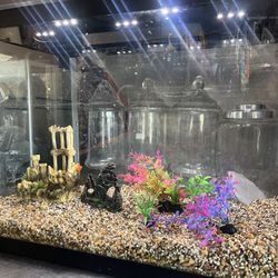 29 Gallon Fish Tank + Supplies