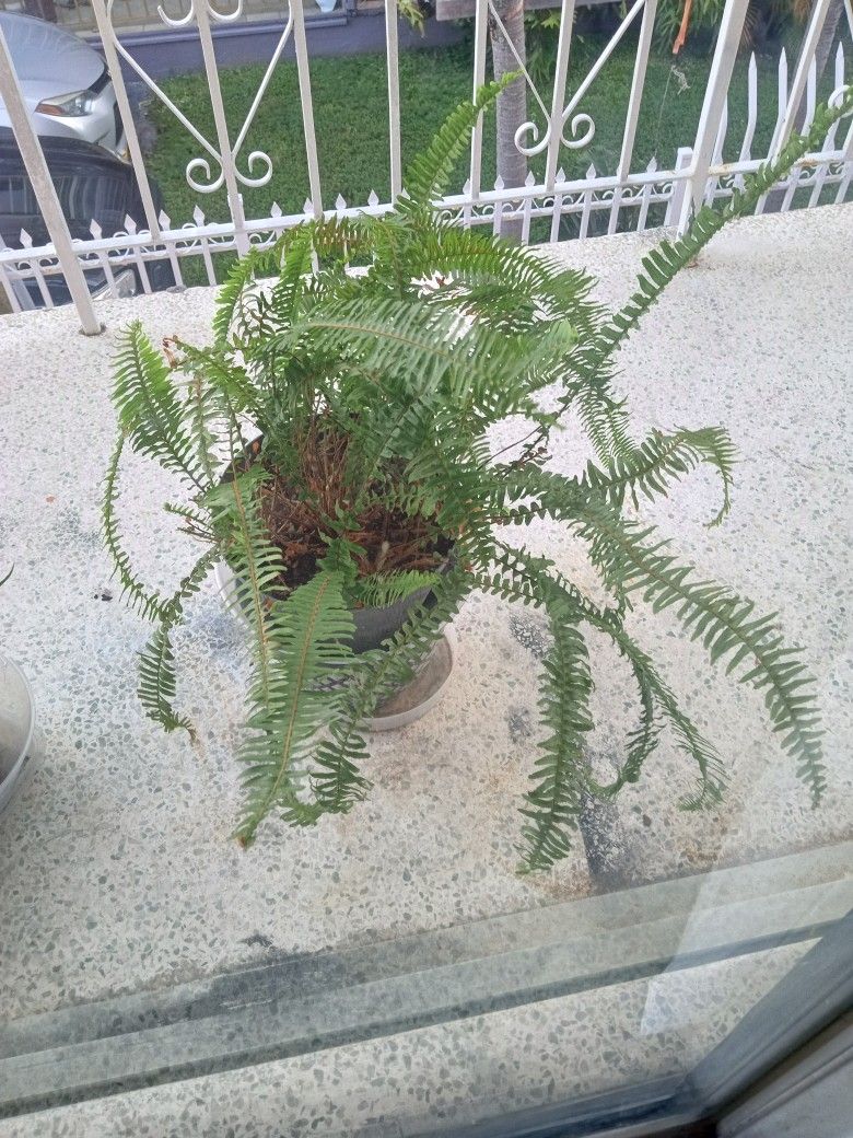 Planta De helecho