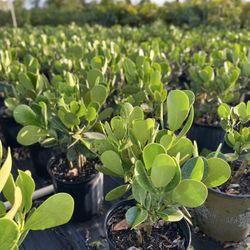 Clusias (Privacy Hedges)