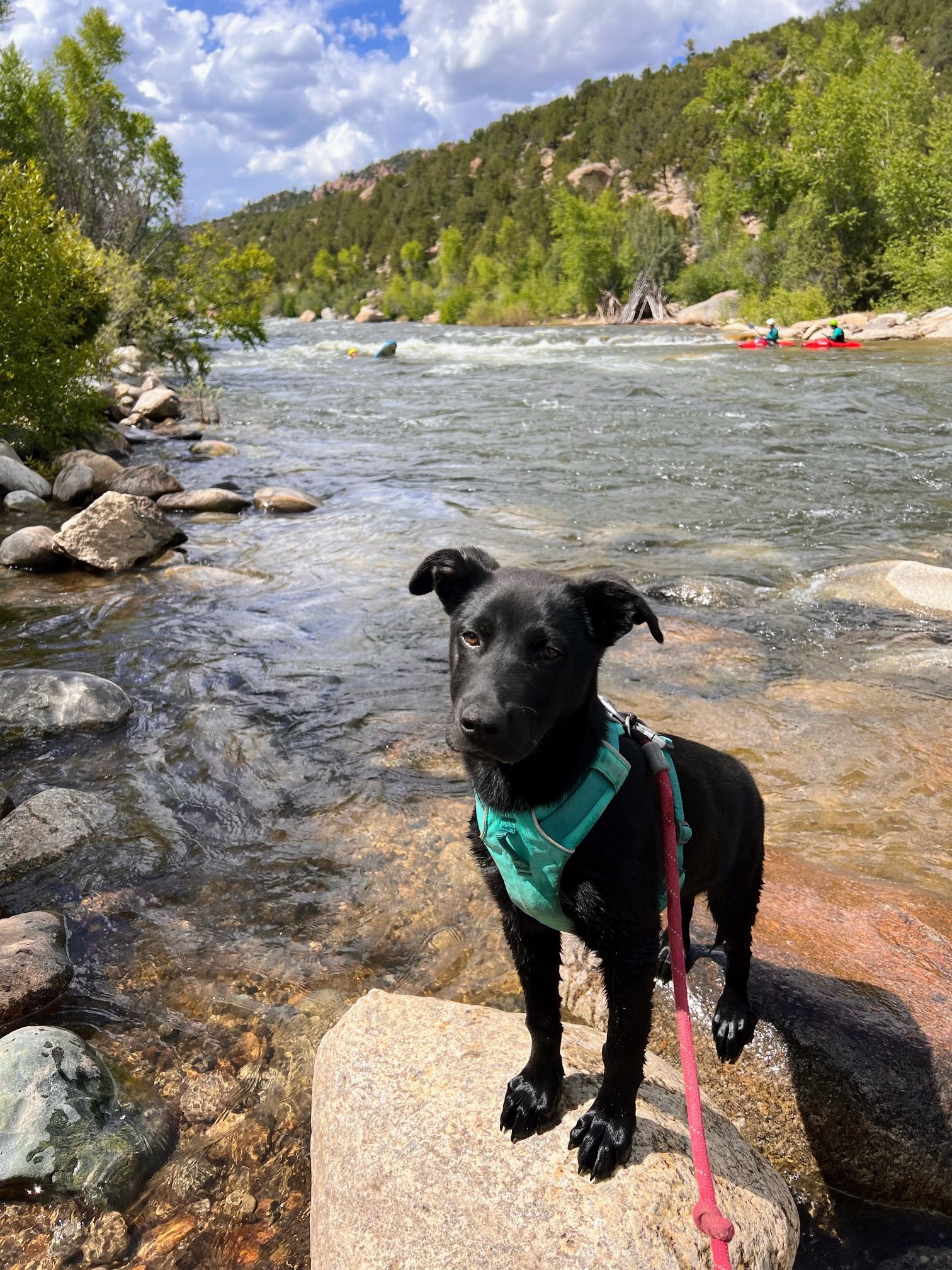 Small Ruffwear Dog Harness