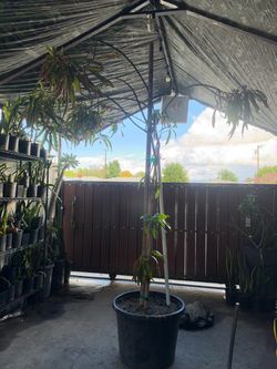Valencia mango tree
