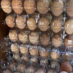 Fresh Eggs $8 A DOZEN