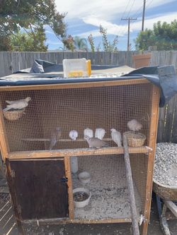 Palomas Blancas For sale