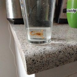 Vintage GAG JOKE Bugs In Ice cubes 
