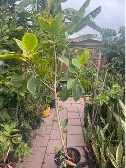 Ficus 5ft