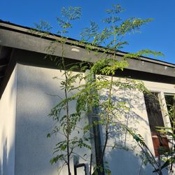 Moringa Tree