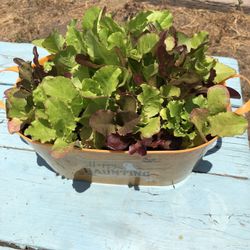 Live Spring Lettuce Plants