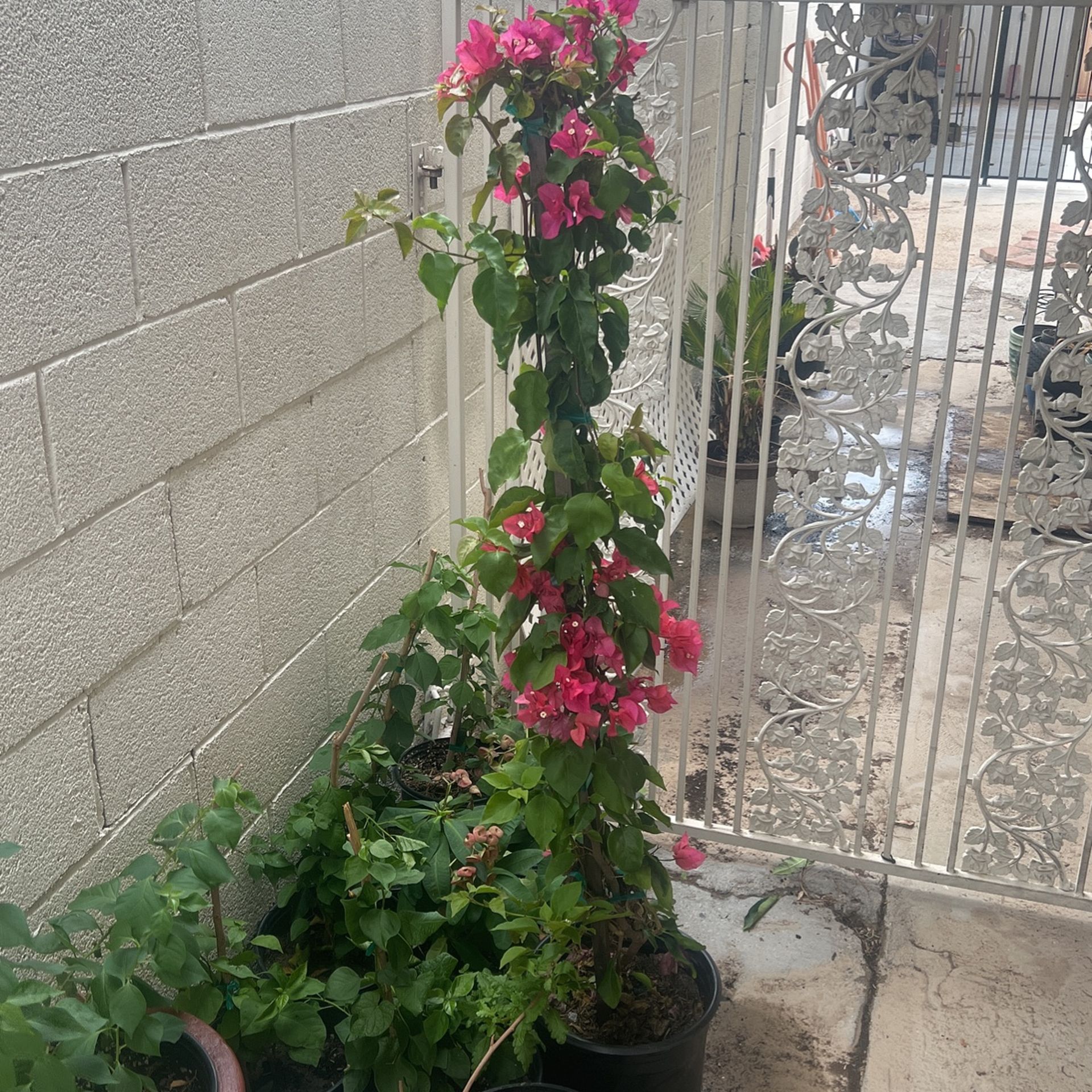 Bougainvillea Plant 