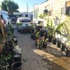Tortugas Plant Home Nursery