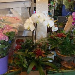 Orchid Sale Mothers Day Arrangements 