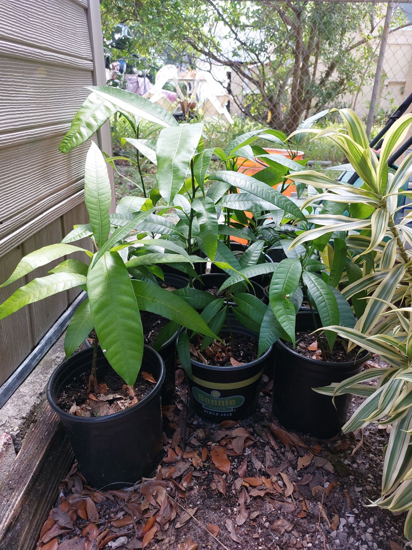 Haitian Mango Corne Trees