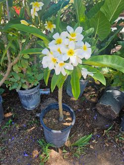 5 gallons Plumerias